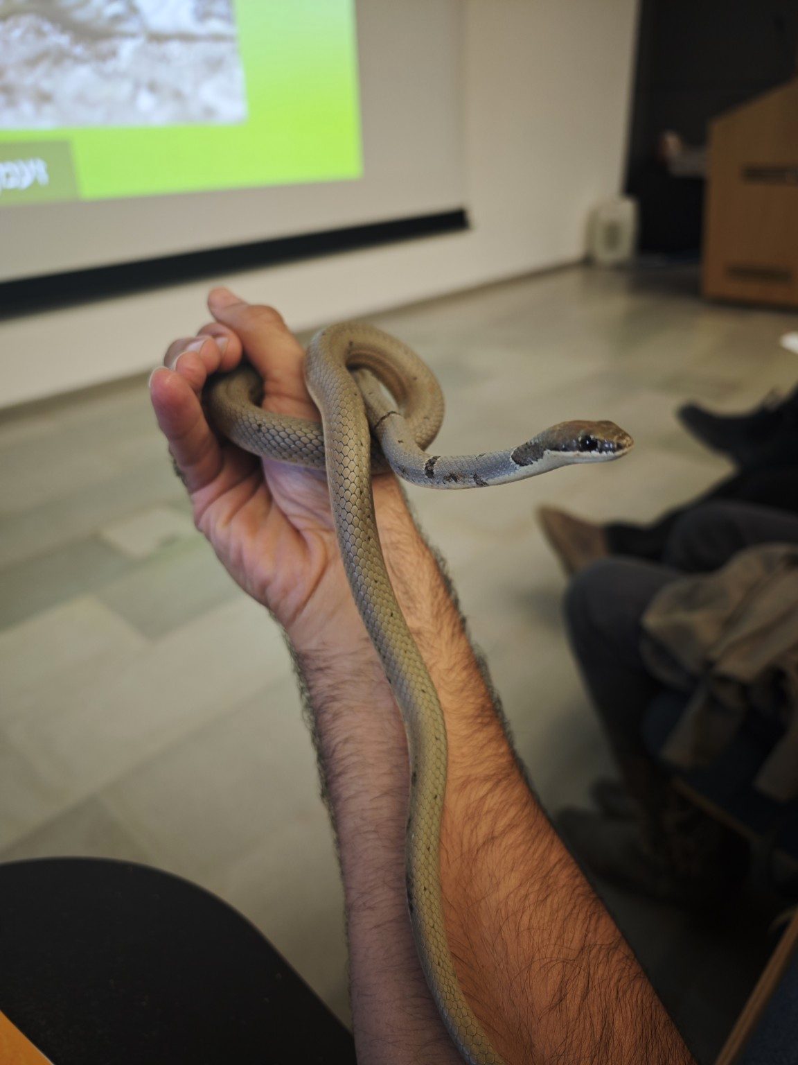 ששי ונחשים